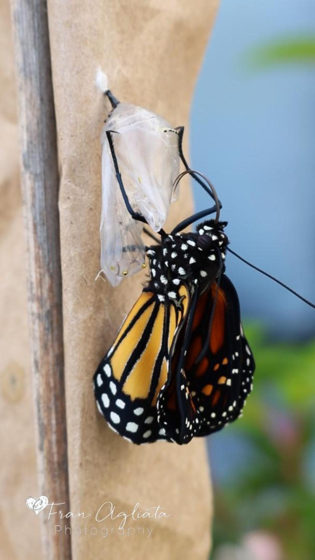 self-video-thumbnail