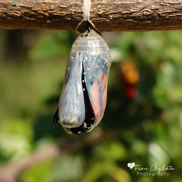 1Monarch_Eclosing_600x600