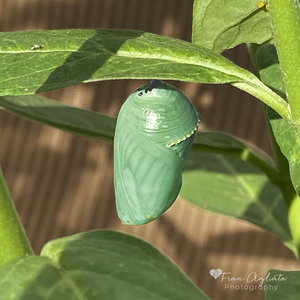 IMG_2309_Chrysalis#2_600x600