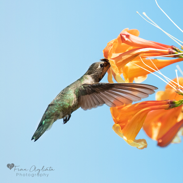 _MG_1074_Hummer_Backyard_OrangeJubilee_09.25.23_600x600