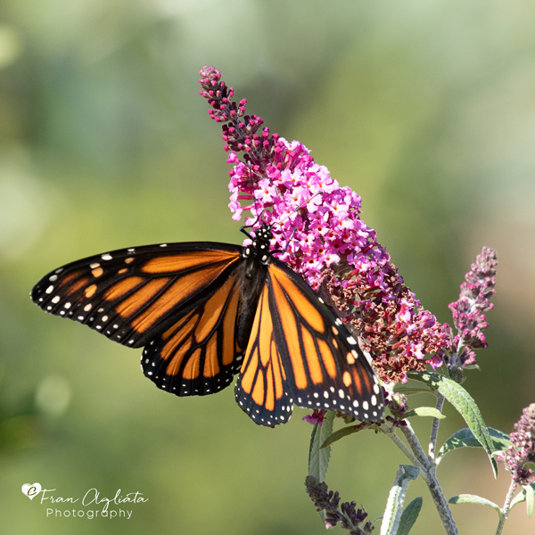 _MG_1377_FemaleMonarch_09.25.23_600x600