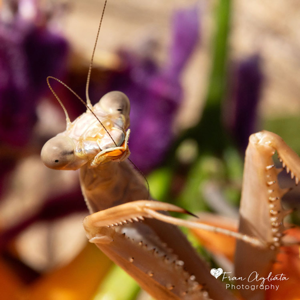 _MG_1592_PrayingMantis_600x600pg