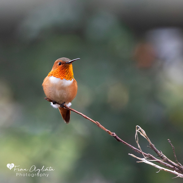 _MG_2251-Enhanced-NR_600x600_2 2