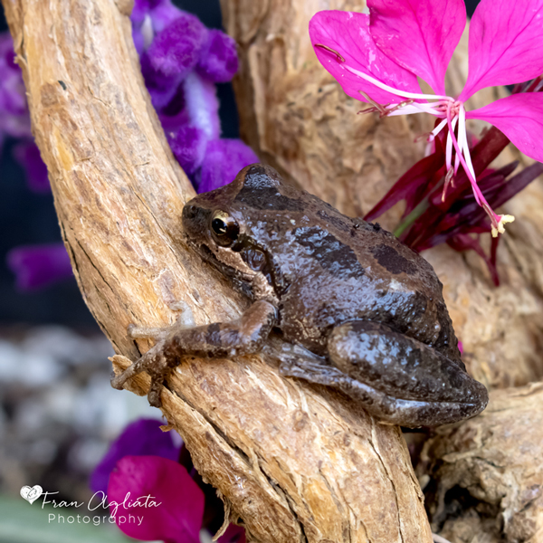 _MG_2572_California Sierran Treefrog_600x600_10