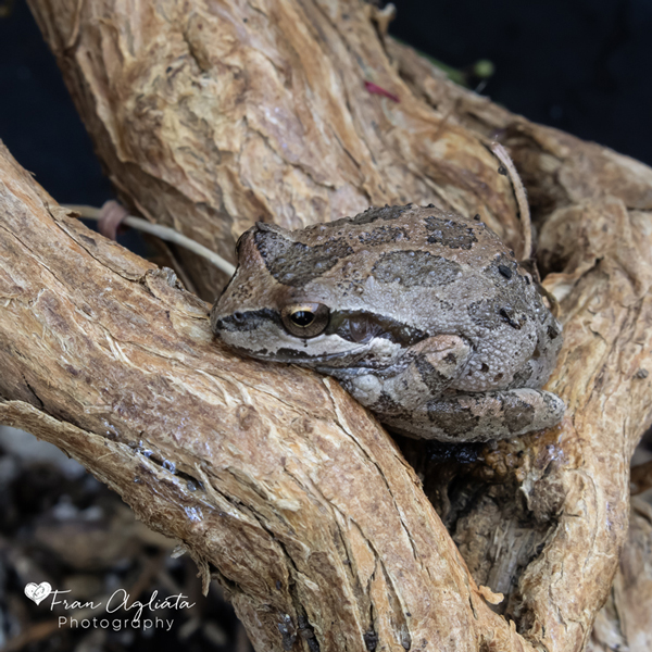 _MG_2572_California Sierran Treefrog_600x600_4