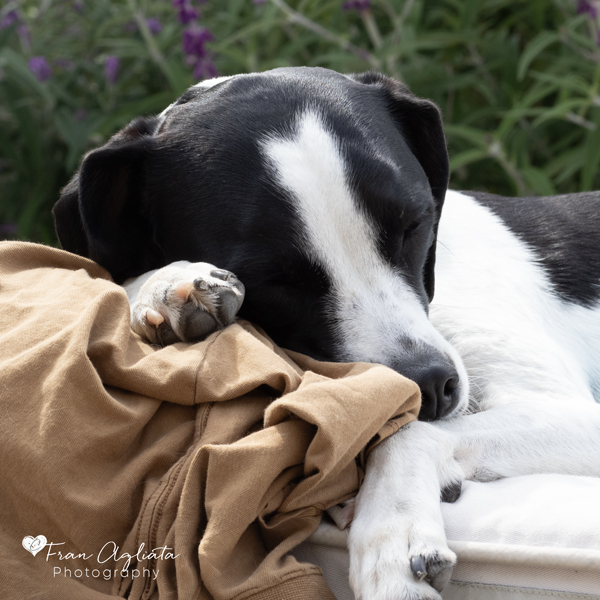 _MG_3206_Olive_600x600