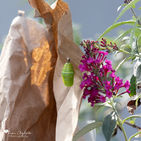 _MG_3904_Chrysalis_600x600_10.31.25