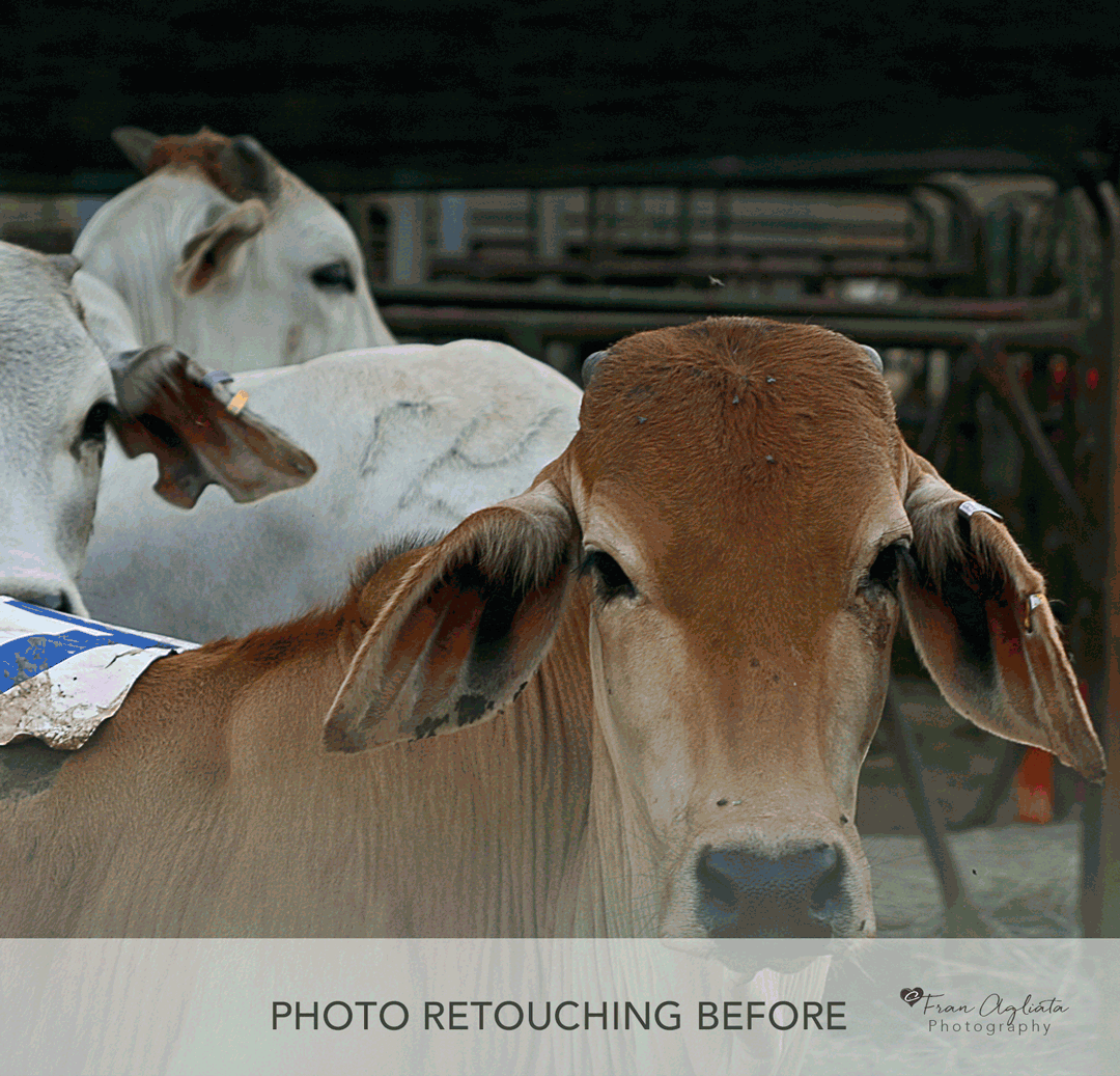 San-Pasqual-Cow-Before-&-After_Sequence