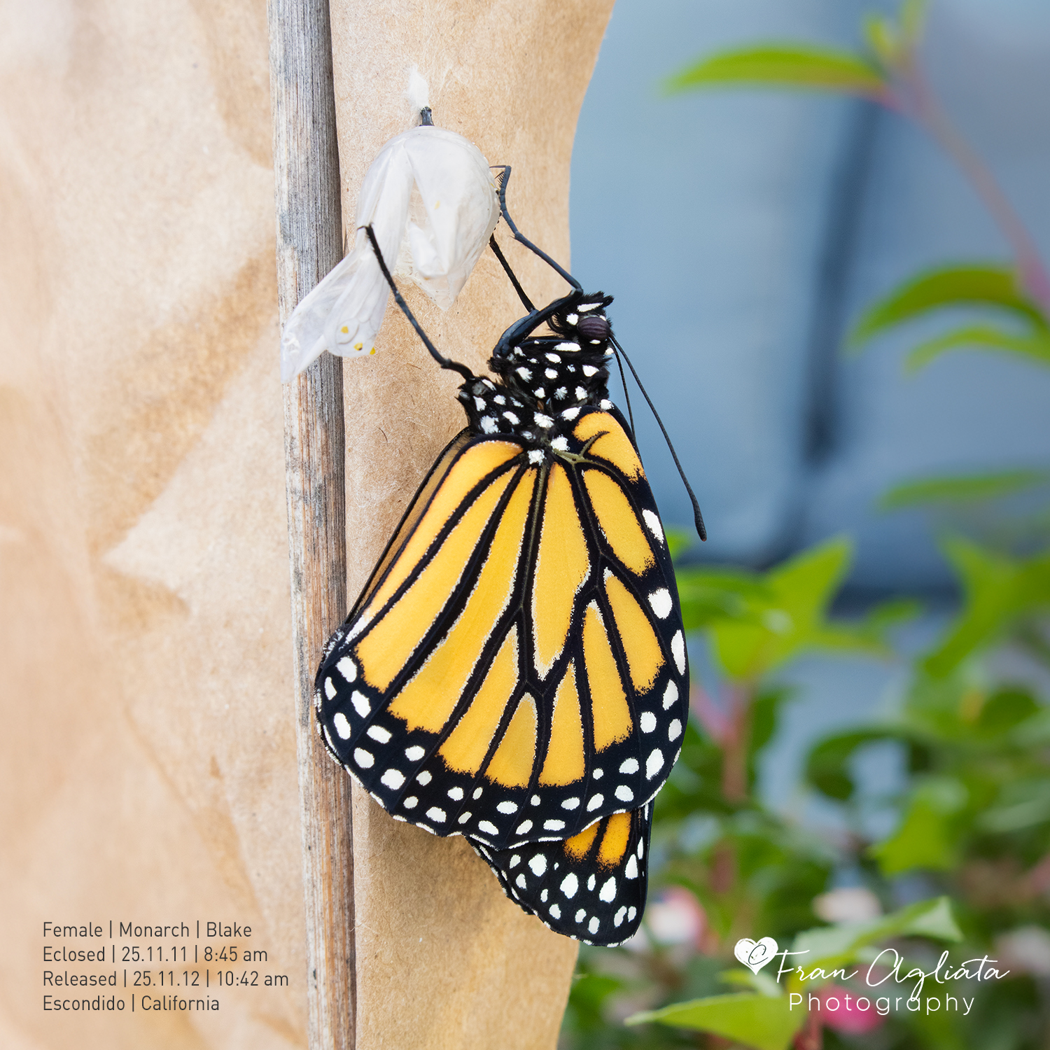 _MG_4032_Blake_11.11.25_5x5