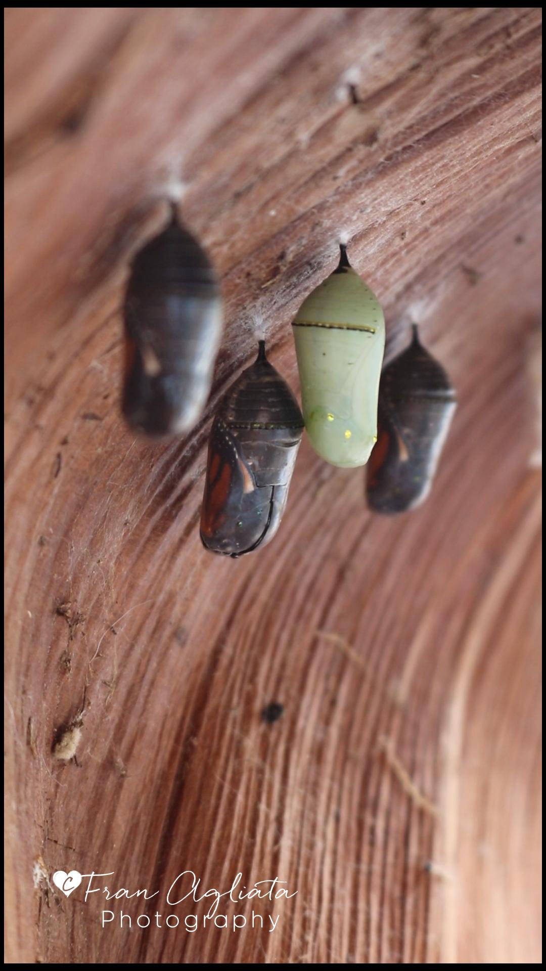 self-video-thumbnail